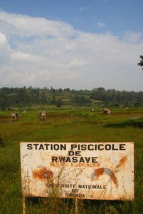 Bugesela Rwanda1507002