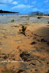 Beach. Ivory Coast. 1509025